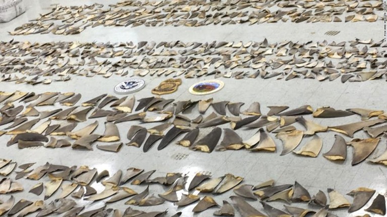 約６３５キロのサメのヒレが押収された/U.S. Fish and WIldlife Service