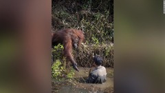 オランウータンが男性に助けの手、ヘビ生息の川で　ボルネオ島