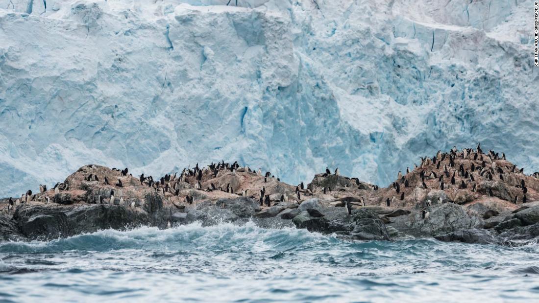 エレファント島のペンギンのコロニー/Christian Aslund/Greenpeace UK