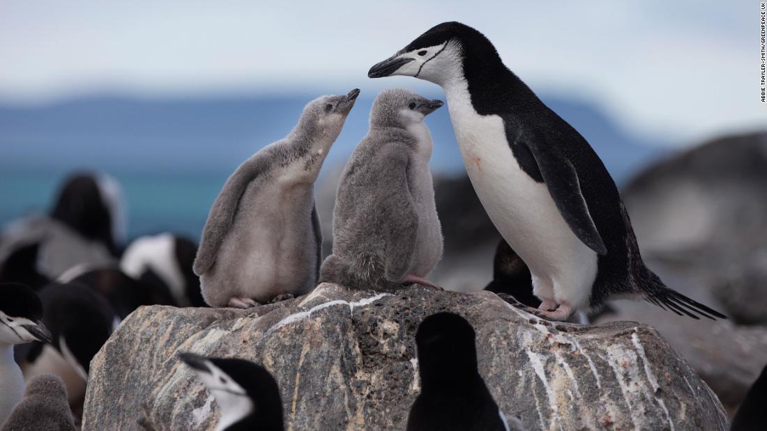 Cnn Co Jp 南極のペンギン 個体数激減 半世紀で７５ 以上減ったコロニーも