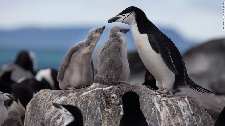 ペンギン島のヒゲペンギン/Abbie Trayler-Smith/Greenpeace UK