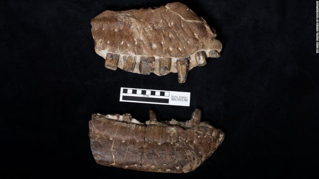 新種のティラノサウルスの歯を含めた頭部の化石/The Royal Tyrrell Museum of Palaeontology