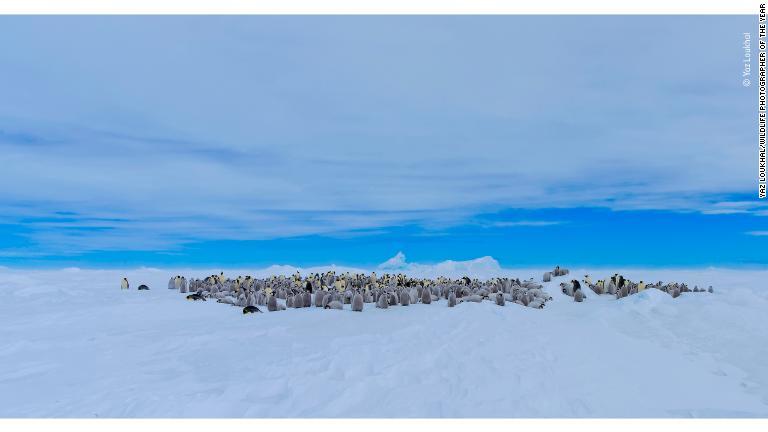 南極でコロニーを形成するコウテイペンギン/Yaz Loukhal/Wildlife Photographer of the Year