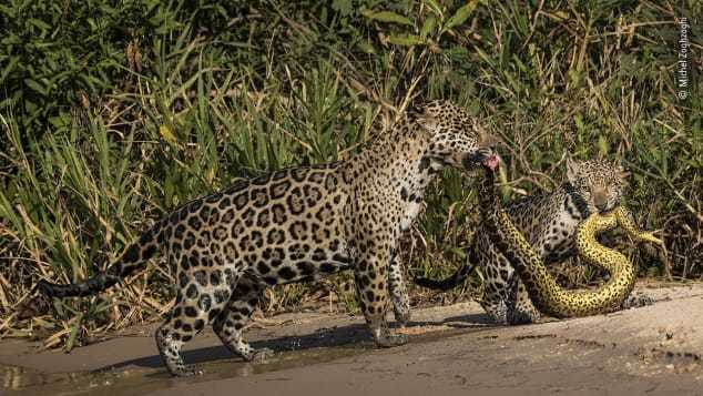 https://www.cnn.co.jp/storage/2020/02/13/1ecdd6c3f27134ebd65cfd6f54604bf3/wildlife-photographer-peoples-choice-shortlist-1.jpg