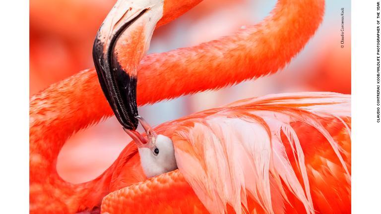 ひなの世話をするメキシコのベニイロフラミンゴ/Claudio Contreras Koob/Wildlife Photographer of the Year