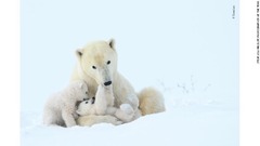 カナダの国定公園でのんびりと遊ぶホッキョクグマの親子