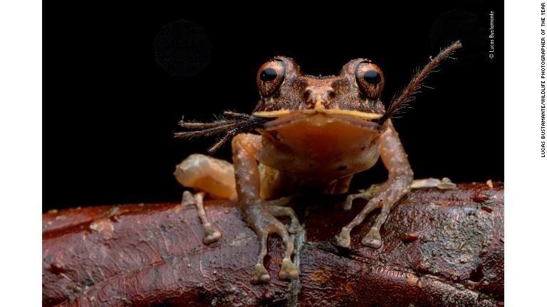 エクアドルのジャングルでタランチュラの子どもをほおばるアオガエル/Lucas Bustamante/Wildlife Photographer of the Year