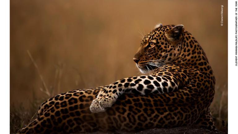 ケニアの国定保護区に暮らすメスのヒョウ。夕刻の日の光を受けてたたずむ/Clement Mwangi/Wildlife Photographer of the Year