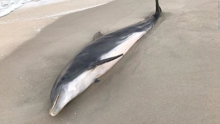 イルカの死骸がフロリダの海岸で見つかり、当局が情報提供を呼び掛けている/NOAA/FL Fish & Wildlife Conservation