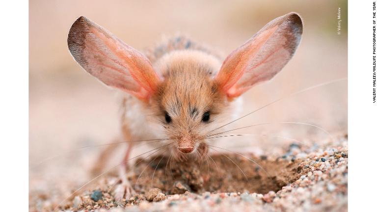 耳の長いトビネズミはゴビ砂漠で撮影/Valeriy Maleev/Wildlife Photographer of the Year