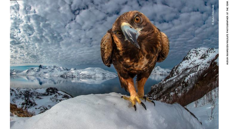 カメラににらみを利かせるノルウェー北部のイヌワシ/Audun Rikardsen/Wildlife Photographer of the Year
