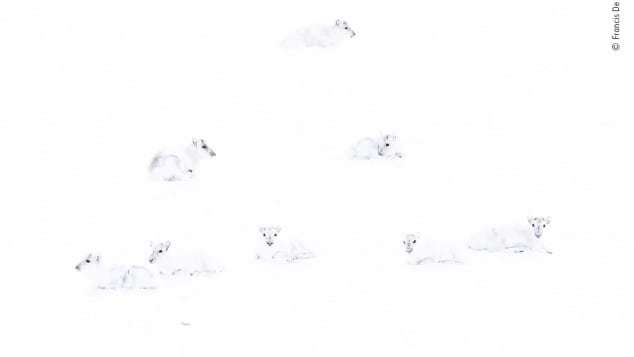 北極圏に暮らす白いトナカイの群れ/ Francis De Andres
