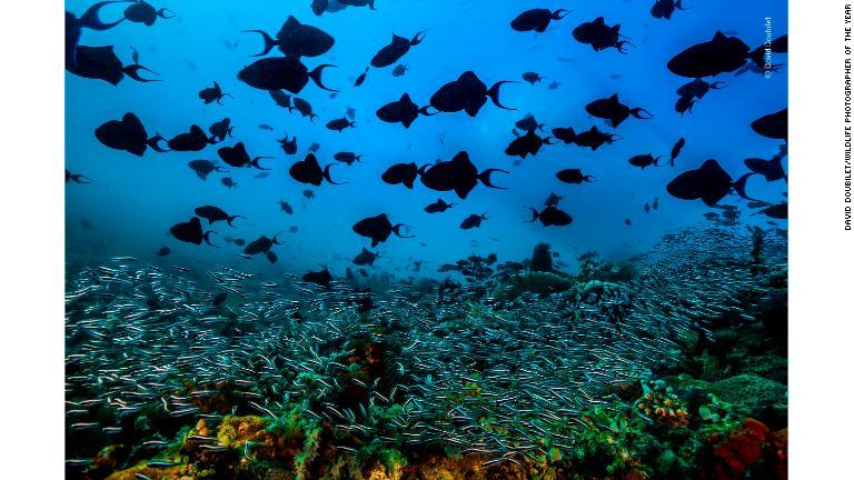 フィリピンのベルデ島水路で遊泳するアカモンガラの群れ/David Doubilet/Wildlife Photographer of the Year