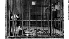 檻の中で餌を待つジャイアントパンダ（中国・陝西省）