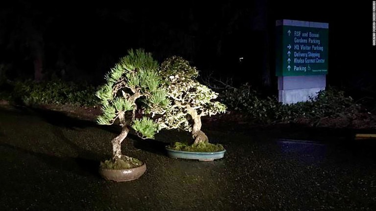 盗まれていた米ワシントン州の盆栽２鉢が無事に戻った/courtesy Pacific Bonsai Museum
