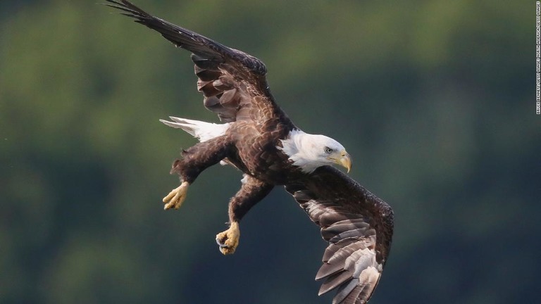 ハクトウワシが空を飛ぶ様子/Bruce Bennett/Getty Images North America/Getty Images