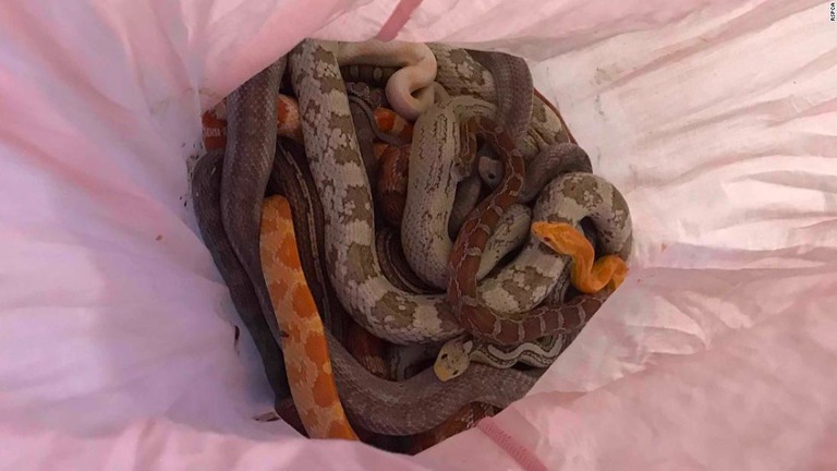 英イングランドの消防署前にヘビ１６匹が枕カバーに詰め込まれた状態で発見された/RSPCA