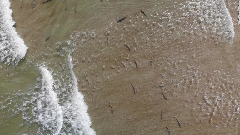ドローンで撮影したたくさんのサメが泳ぐ様子/Courtesy Jeremy Johnston