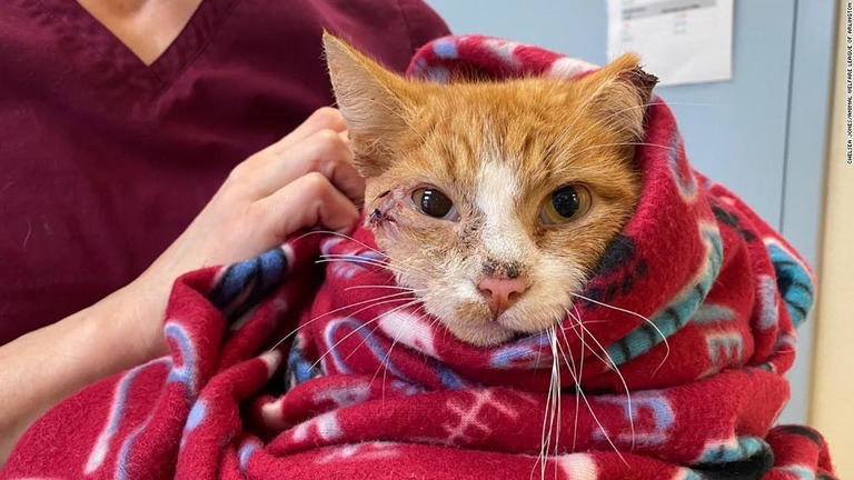 矢で頭部を貫かれる災難に遭った猫が、手術で一命をとりとめた/Chelsea Jones/Animal Welfare League of Arlington