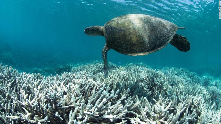 世界のサンゴ礁が２１００年までにほぼ全滅する可能性があると発表された/caitlin seaview survey