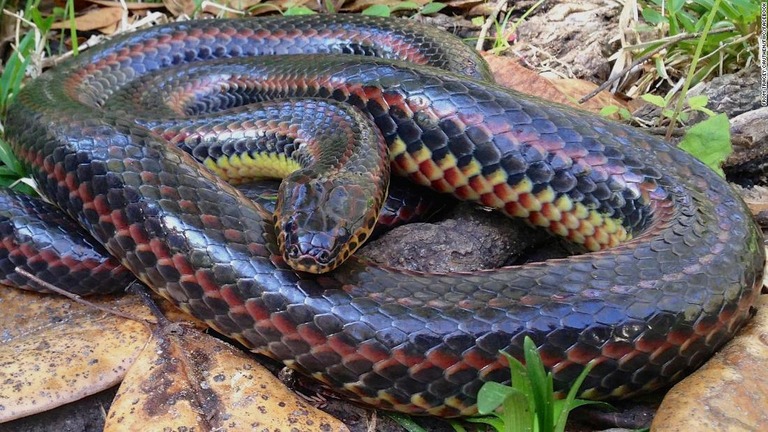 米フロリダ州で虹色模様のヘビが半世紀ぶりに見つかった/from Tracey Cauthen/FWC/Facebook