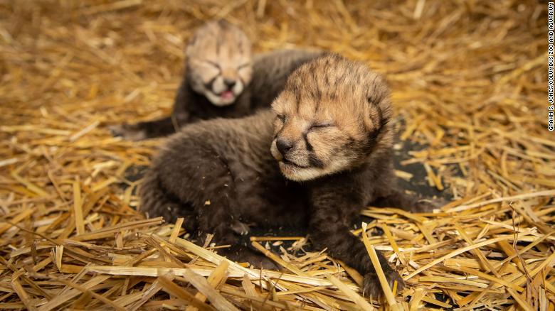 チーターの生息数が減少する中、双子の誕生は種の保全の観点から画期的な成功といえる/Grahm S. Jones/Columbus Zoo and Aquarium