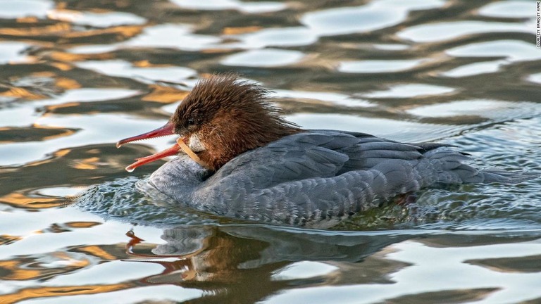 ニューヨーク市内の公園で、くちばしと首にプラスチックの輪が絡まったカモが目撃された/Courtesy Bradley Kane