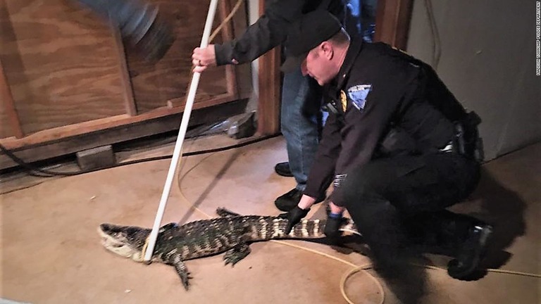 駆け付けた警察がワニを捕獲した/Madison Township Police Department