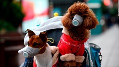 新型ウイルスはペットに感染せず　香港で犬に陽性反応が出た理由は？