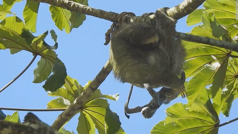 ナマケモノの赤ちゃんがへその緒で宙づりになる珍しい映像が公開された/Courtesy Steven Vela