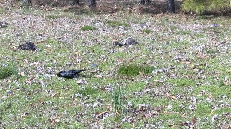 豪雨などに襲われた米ミズーリ州サイクストンで、１０００羽以上の鳥の死骸が見つかった/KFVS