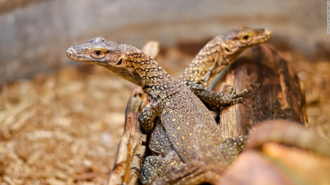 「単為生殖」で誕生したコモドドラゴンの赤ちゃん/Courtesy Chattanooga Zoo