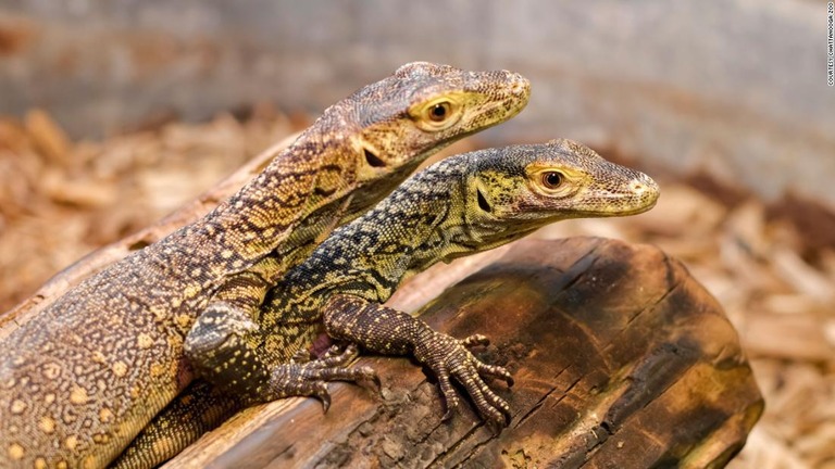 米テネシー州の動物園で飼育されているメスのコモドドラゴンから オスの介入なしに３匹の赤ちゃんが誕生した