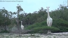 極めて希少な白キリンの親子、死骸で発見　密猟の犠牲か　ケニア