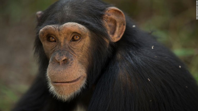 西アフリカのチンパンジーが木の実を割る行動が、国連の条約の保全対象に選ばれた/Dan Kitwood/Getty Images