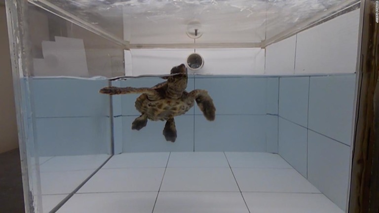 実験用の水槽の中で泳ぐアカウミガメ/Joseph Pfaller