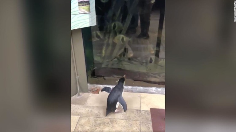 人のいない館内で魚を見学するペンギンの「ウェリントン」/Shedd Aquarium/Twitter