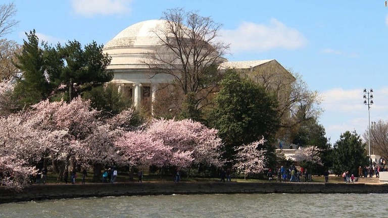 米ワシントンにある桜並木が満開の時期を迎えた/CNN