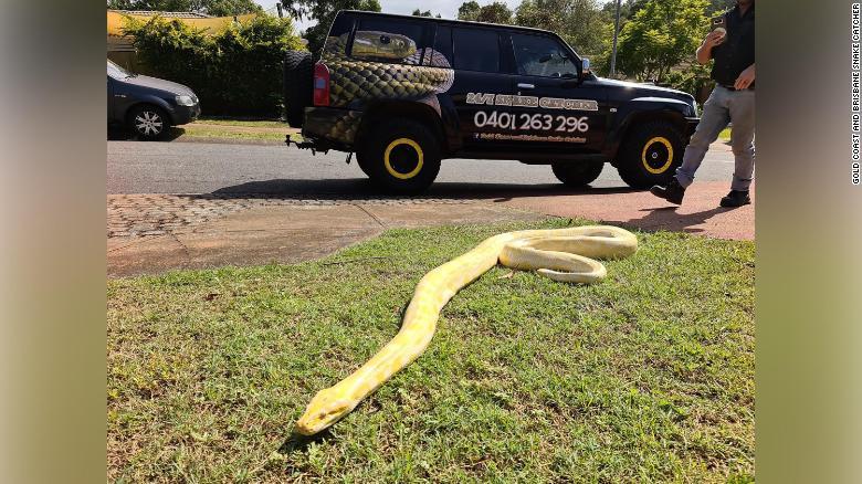 芝生の上を這い進むビルマニシキヘビ/Gold Coast and Brisbane Snake Catcher