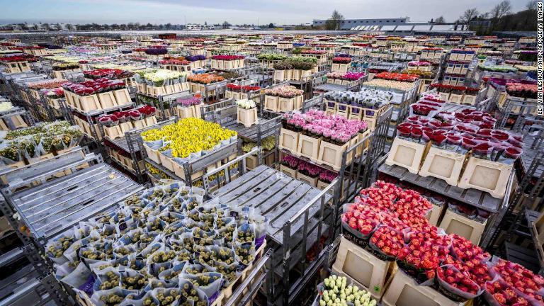 新型コロナウイルスのために売れず、破棄を待つ花＝１６日、オランダ/Lex van Lieshout/ANP/AFP/Getty Images