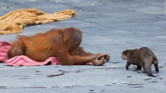 動物園では、霊長類の健康増進を図るプログラムの一環として、動物たちを交流させている