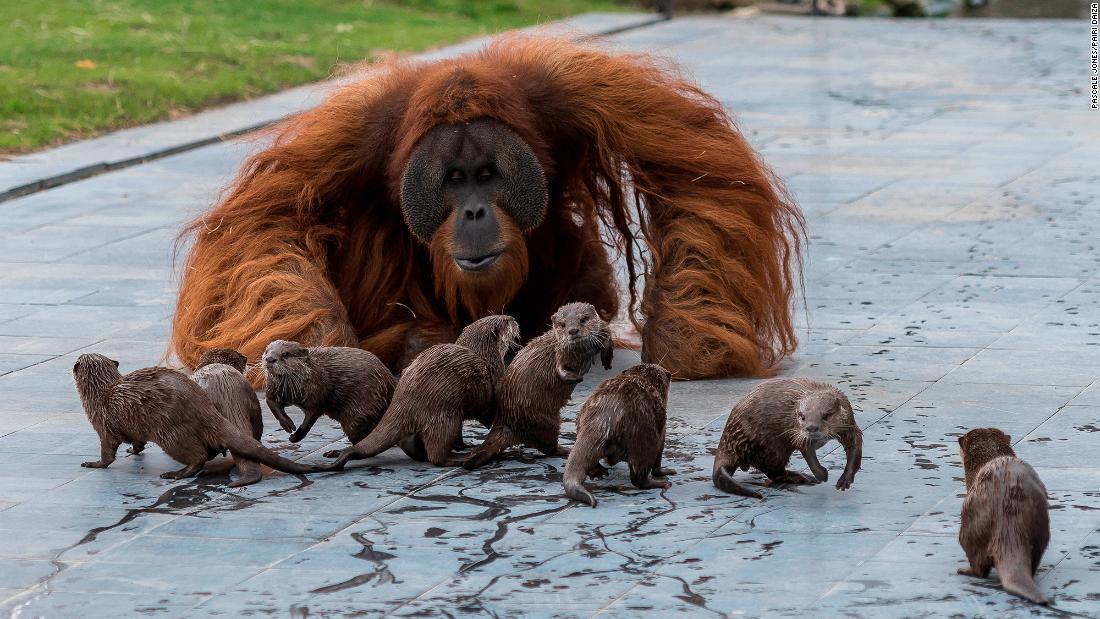 Cnn Co Jp オランウータンとカワウソの一家に友情 仲良く遊ぶ ベルギー動物園