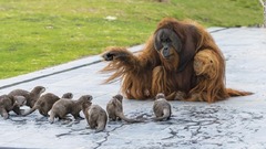 オランウータンとカワウソの一家に友情が芽生えて仲良く遊ぶなどしてお互いを楽しませる様子が公開された