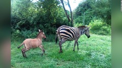シマウマとロバが異種交配、ハイブリッドの子ども見つかる　ケニア国立公園