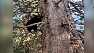 観光客のいなくなったヨセミテ国立公園では、クマが目撃される頻度が増えたという