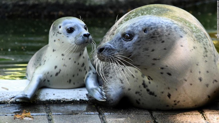 ドイツの動物園では園内の動物を殺処分して別の動物の餌にすることを検討している/Carsten Rehder/Picture Alliance/Getty Images