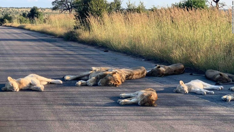 道路に寝そべるライオンの群れ/ Richard Sowry/Kruger National Park