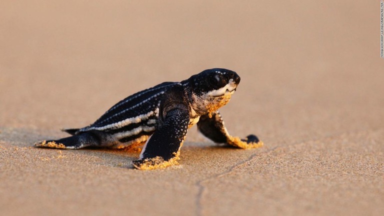 ふ化したウミガメの赤ちゃんが生まれて初めて海に向かう様子＝３月２８日、タイ/Mongkhonsawat Leungvorapan/Reuters