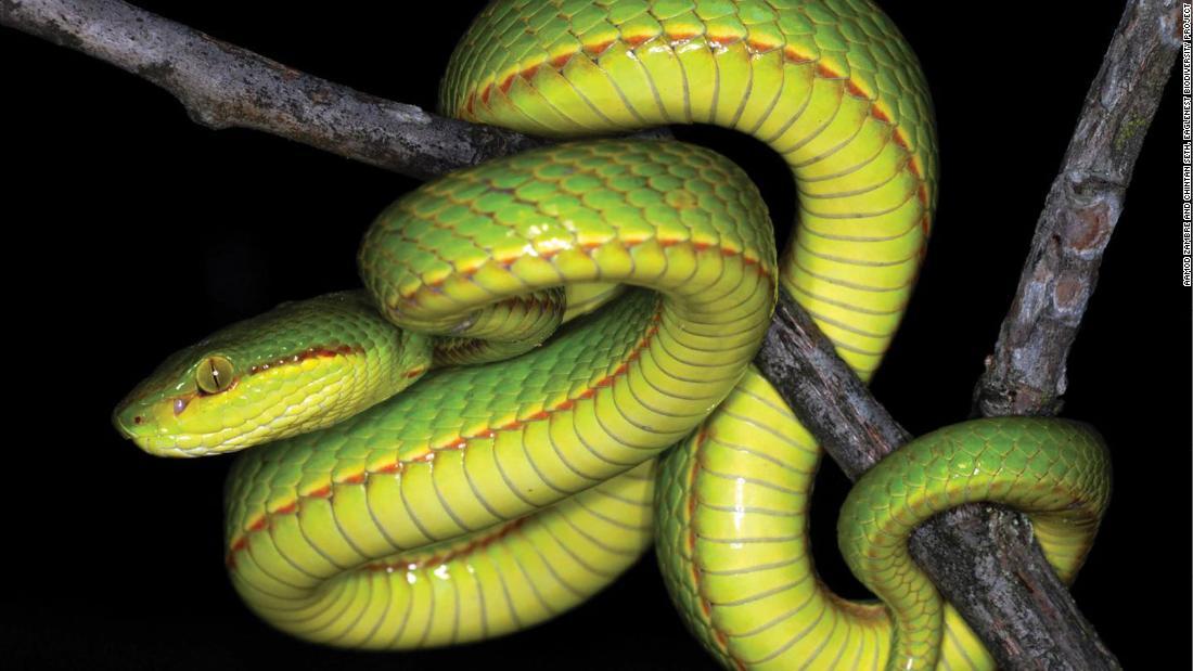 Cnn Co Jp インドで新種のヘビ発見 ハリポタにちなみ スリザリン と命名