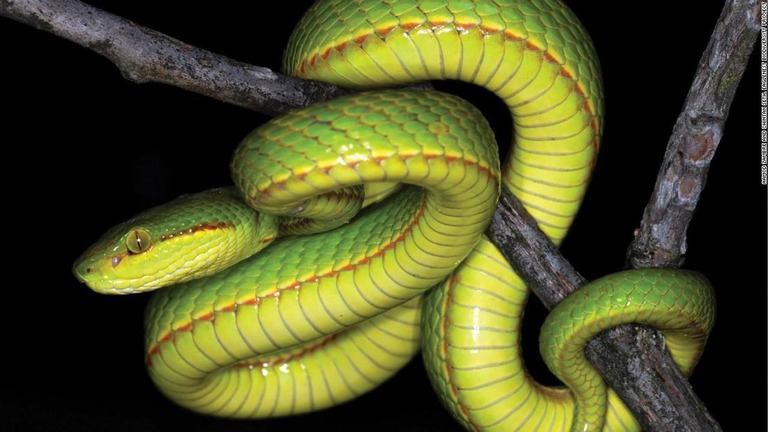 インドで発見された新種の毒ヘビが「ハリー・ポッター」シリーズの登場人物にちなんで「Ｔｒｉｍｅｒｅｓｕｒｕｓ　ｓａｌａｚａｒ」という学名がつけられた/Aamod Zambre and Chintan Seth, Eaglenest Biodiversity Project